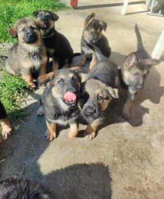 Beautiful Purebred German Shepherd Pups